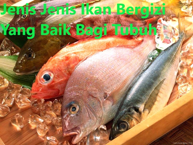 Jenis Jenis Ikan Bergizi Yang Baik Bagi Tubuh